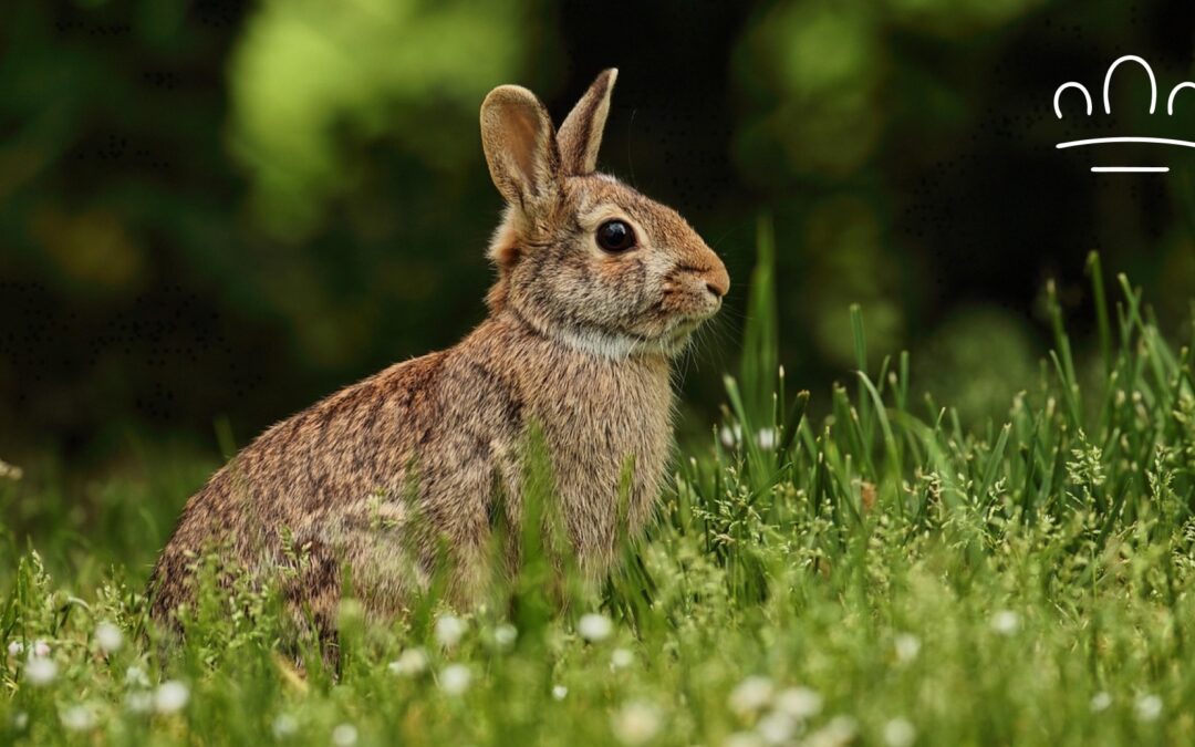 Why Does My Rabbit Thump at Night?