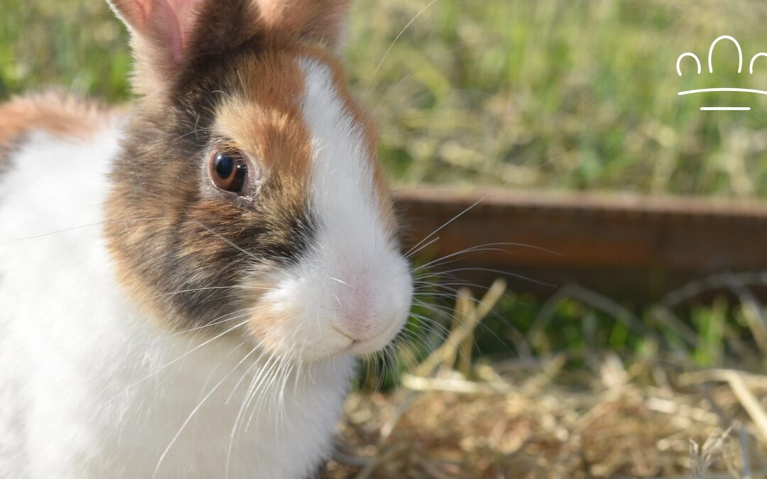 Rabbit Zodiac Signs: A Playful Guide to Your Bunny