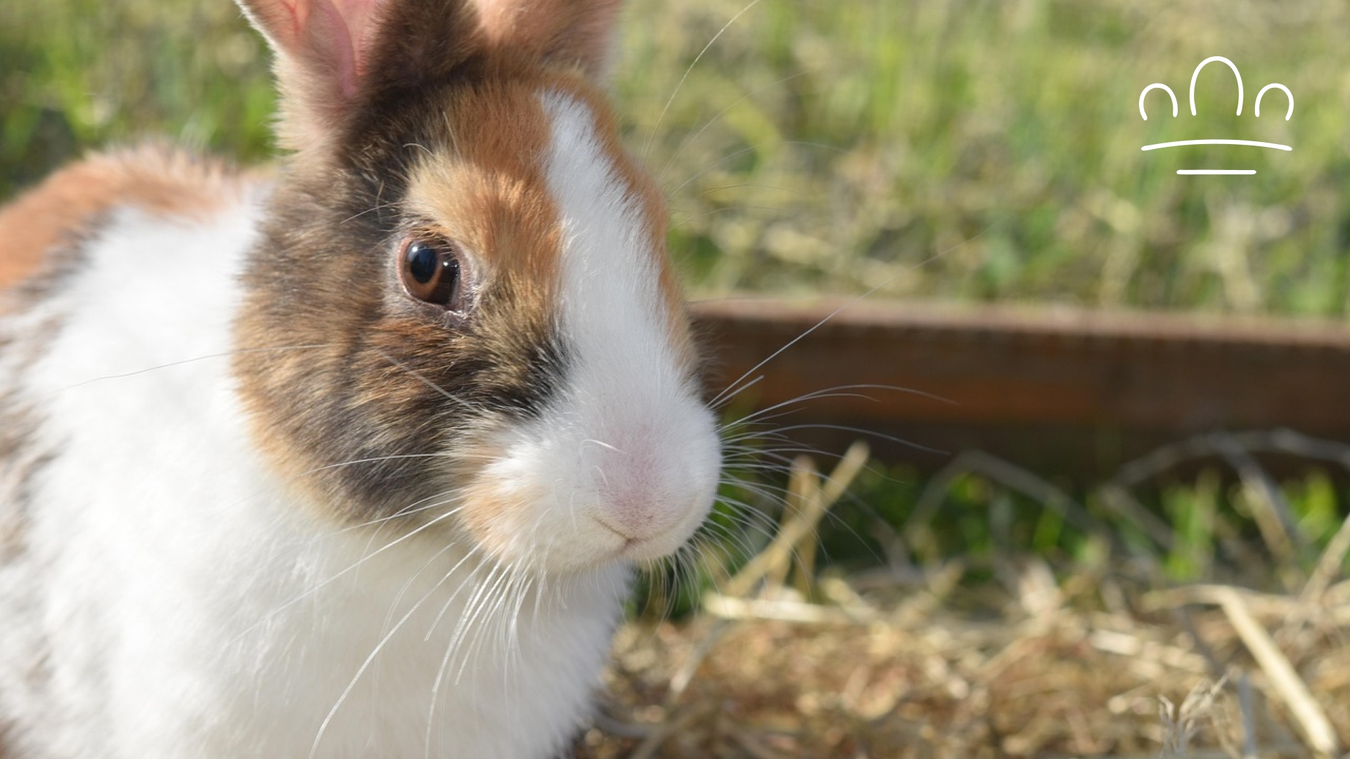 pet horoscope (12)