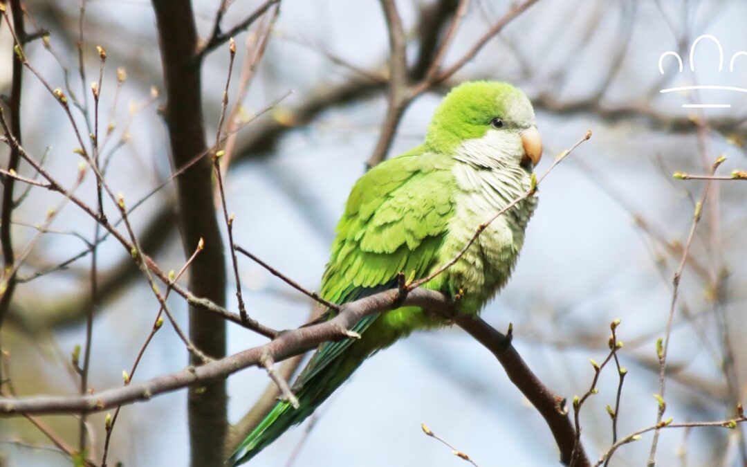Parrot Zodiac Signs: What Your Bird’s Sign Might Say About Their Mood