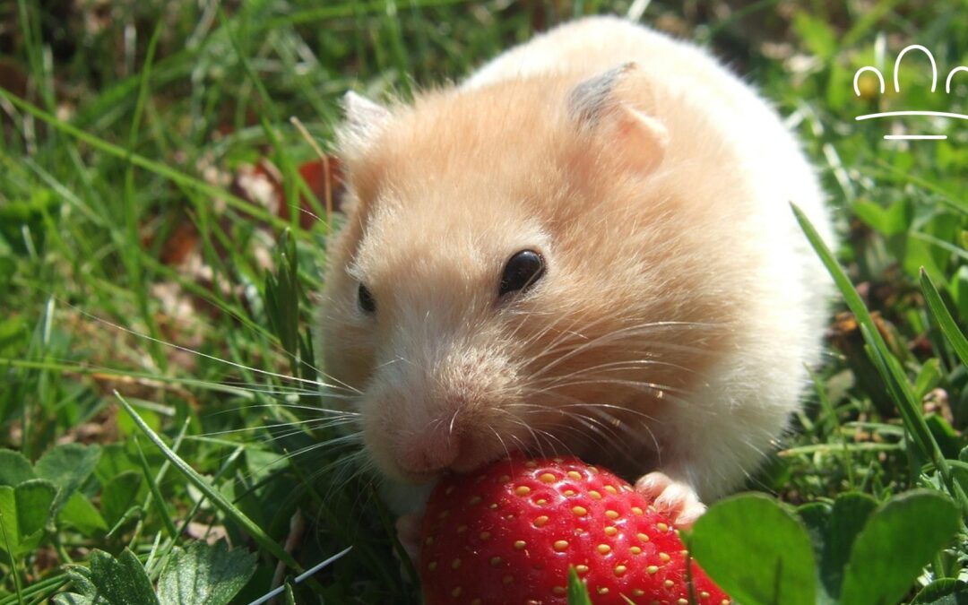 Hamster Zodiac Signs: A Tiny Guide to Your Hamster’s Night Personality