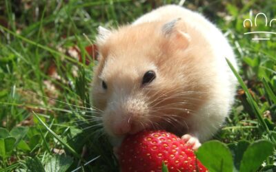 Hamster Zodiac Signs: A Tiny Guide to Your Hamster’s Night Personality