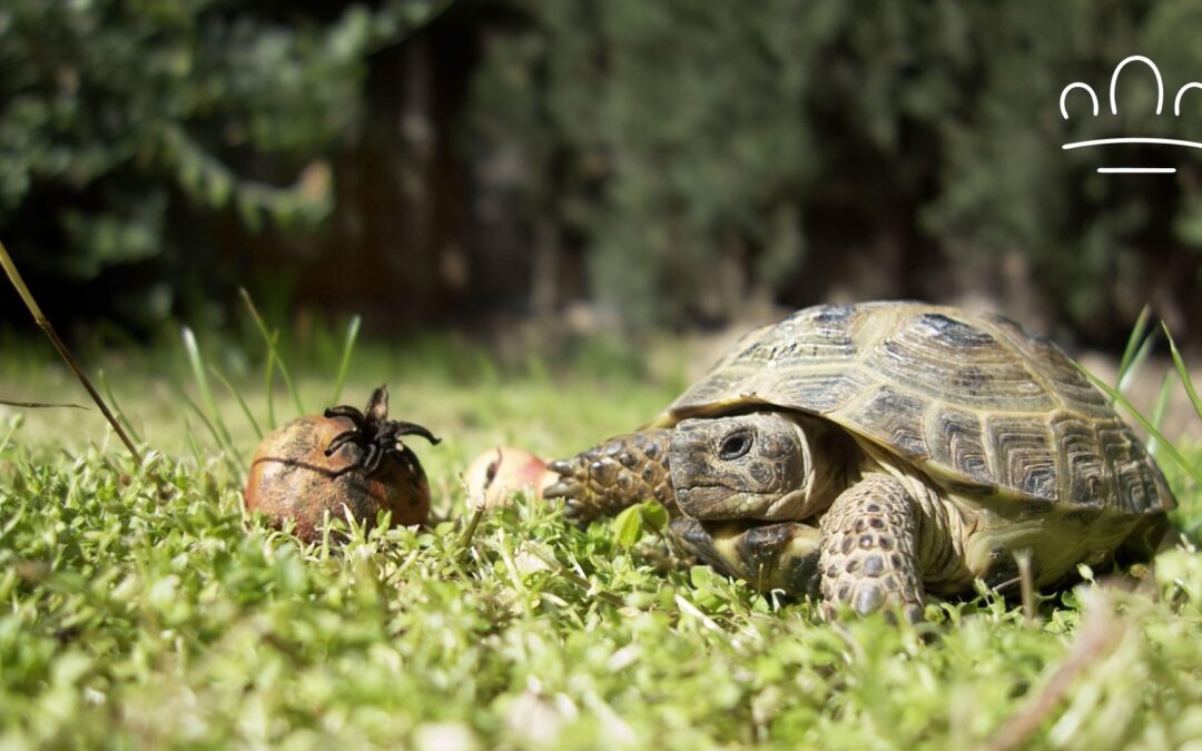Turtle Zodiac Signs: A Slow and Playful Guide to Your Turtle’s Personality