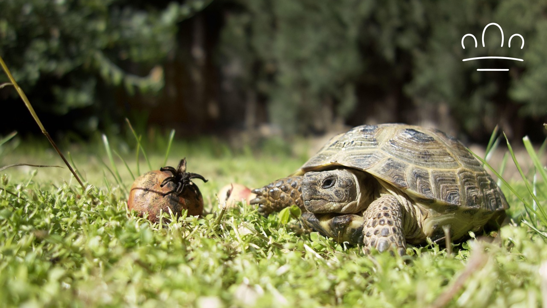 pet horoscope (15)