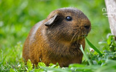 Why Does My Guinea Pig Wheek When I Open the Fridge?