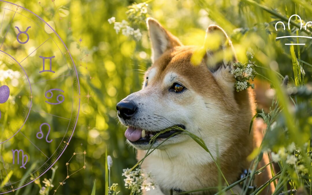 Dog Zodiac Signs: A Playful Guide to Your Dog’s Personality