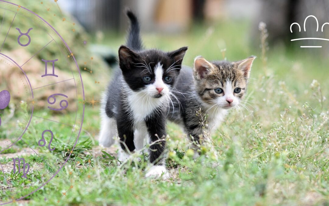 Cat Zodiac Signs: A Playful Guide to Your Cat’s Cosmic Mood
