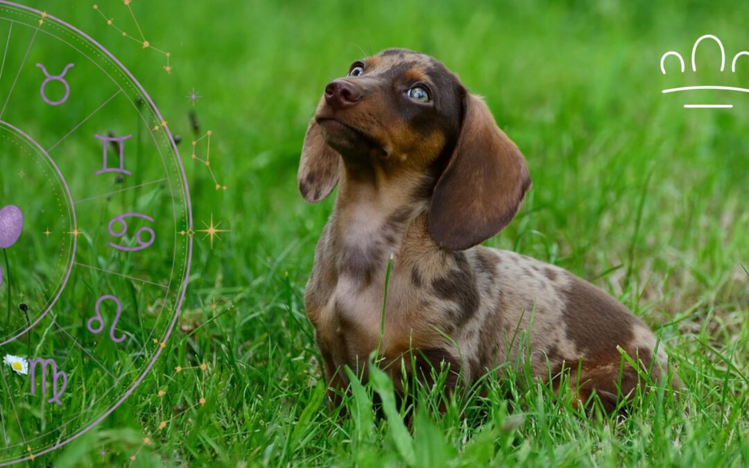 What Is a Pet Horoscope?