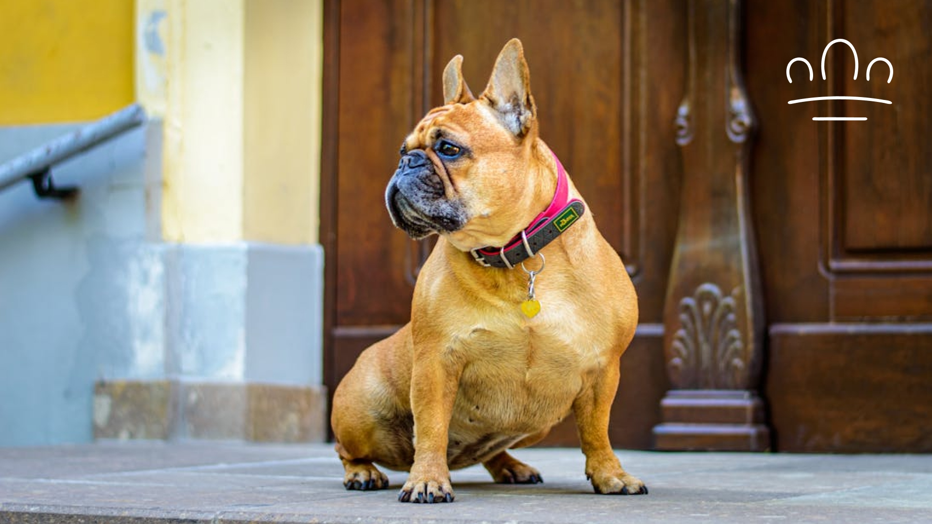 pet horoscope (7)