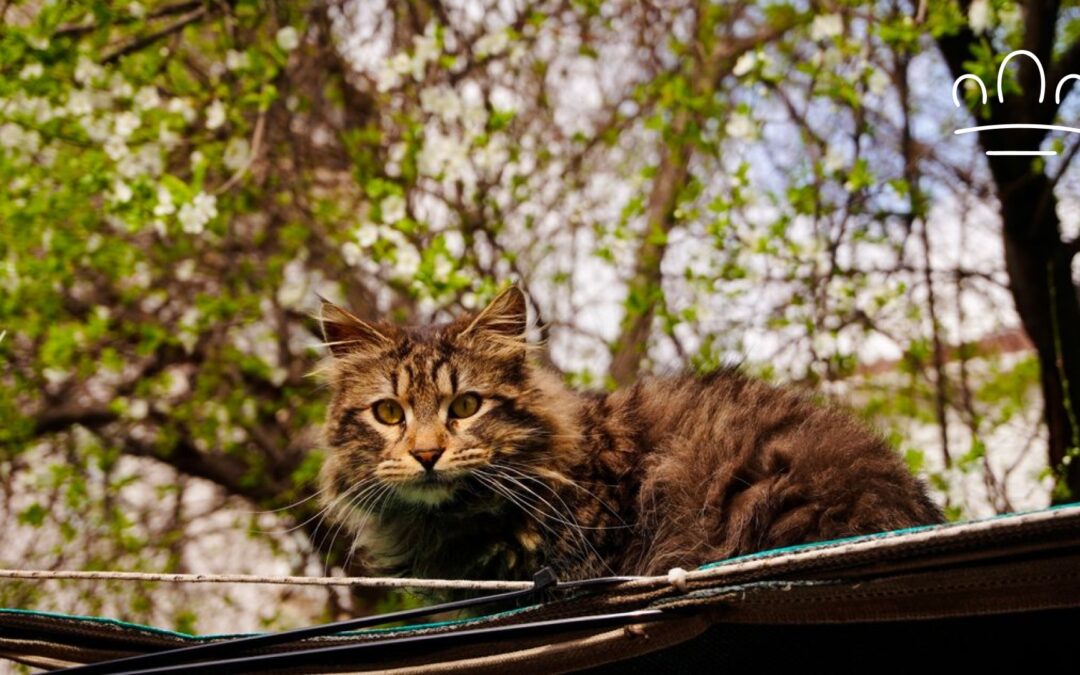 Most Popular Cat Breeds in the US: Care, Personality and Owner Questions