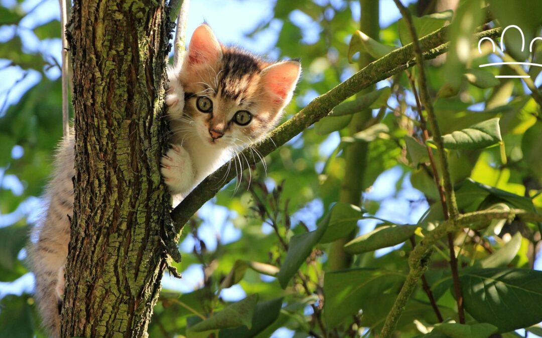 Cat Zodiac Sign Personality: What Your Cat’s Sign Might Say About Their Mood