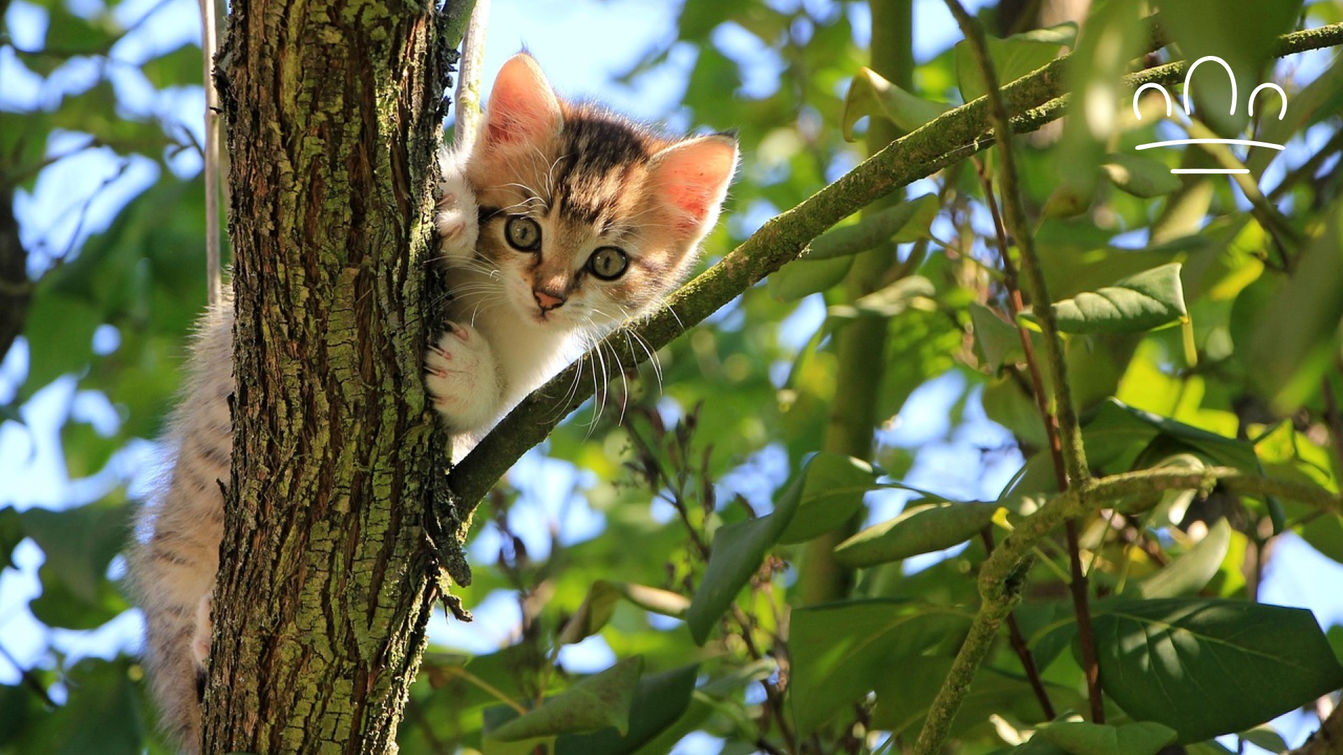 pet horoscope (9)