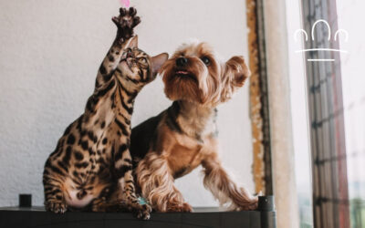 Best Pets for Each Zodiac Sign: Which Animal Matches You?