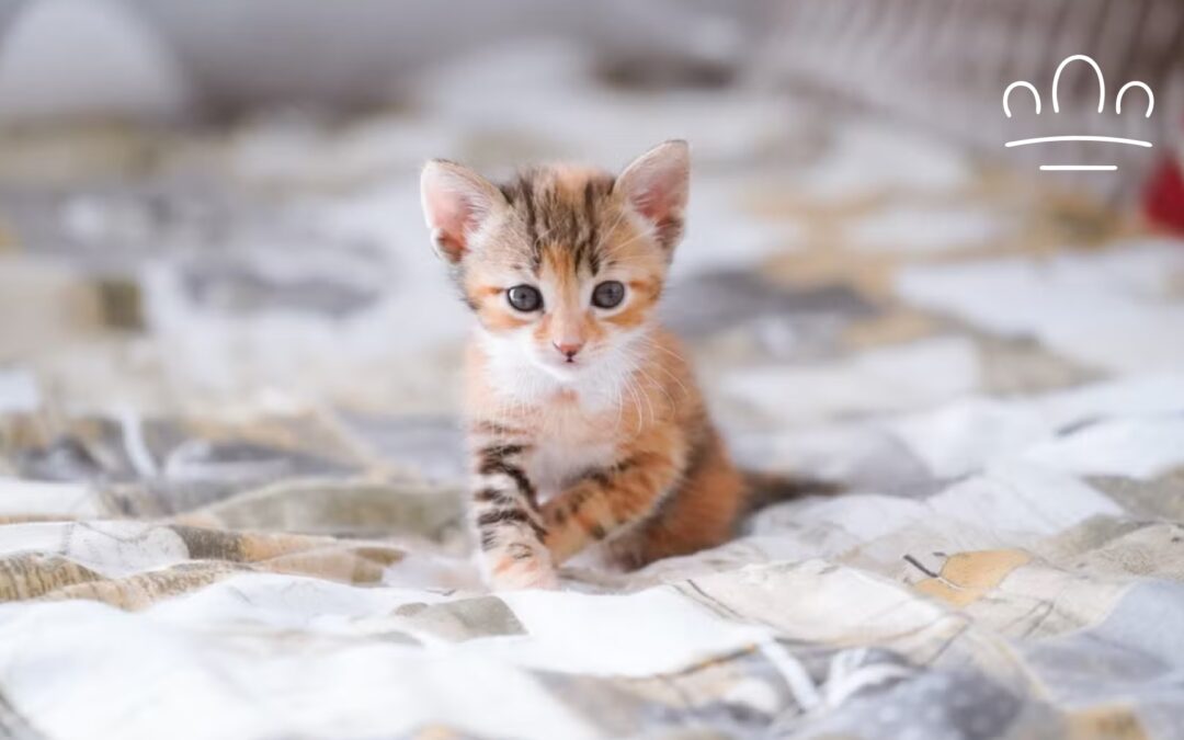 Why Does My Cat Use the Litter Box Right After I Clean It?