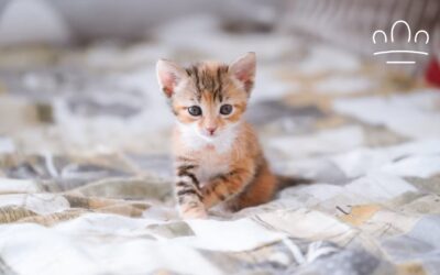 Why Does My Cat Use the Litter Box Right After I Clean It?