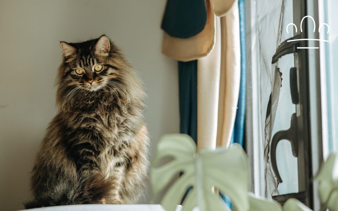 Best Cat Breeds for Apartment Living: Calm, Affectionate and Indoor-Friendly Cats