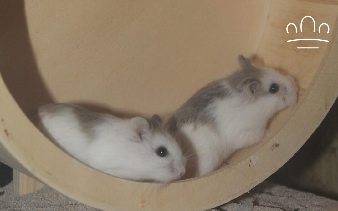 Why Does My Hamster Sleep in the Wheel?