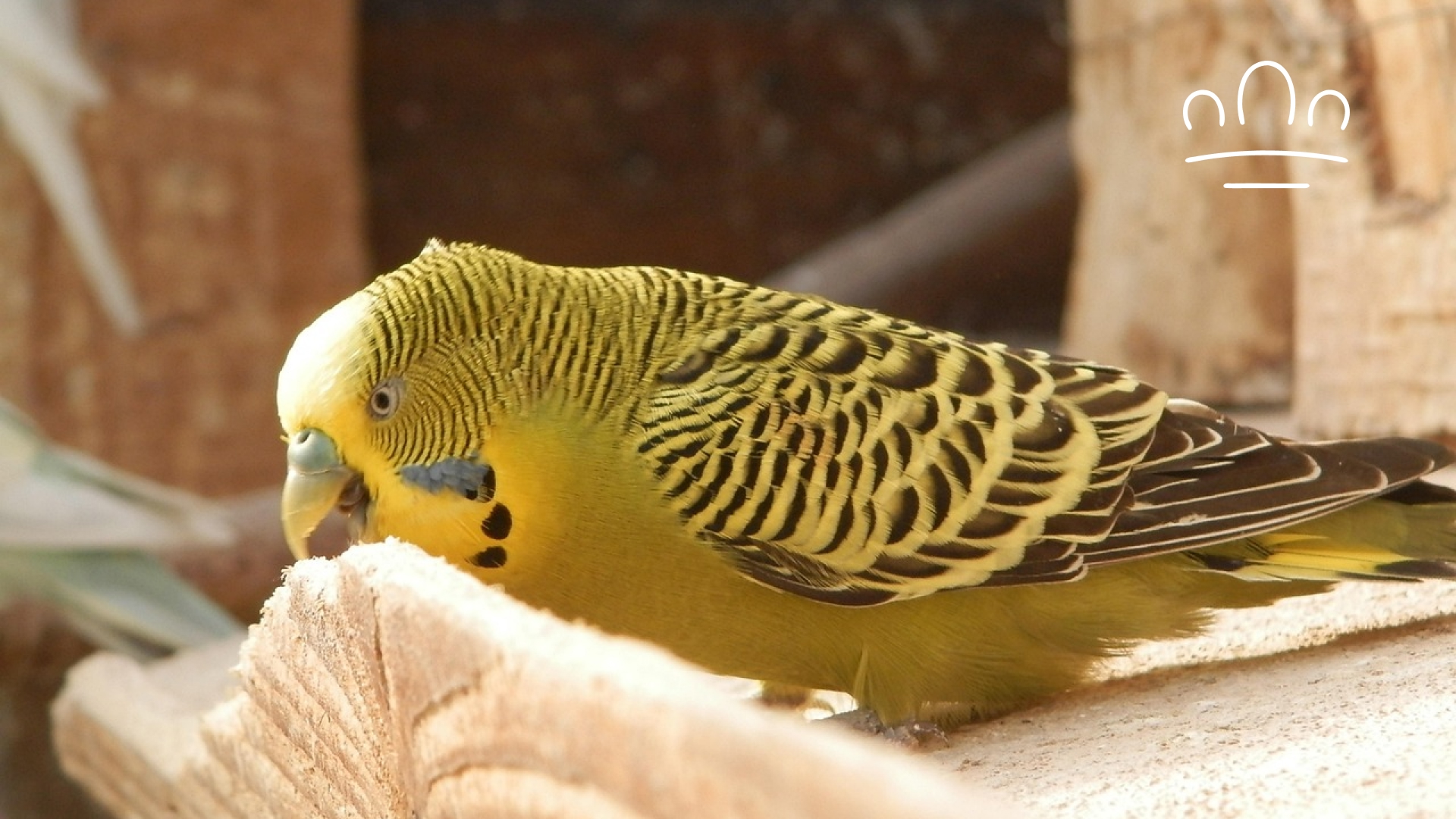 pet horoscope (3)