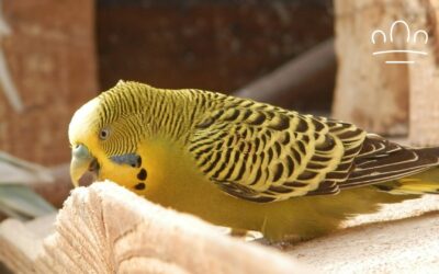 Why Does My Budgie Start Chirping When the TV Is On?