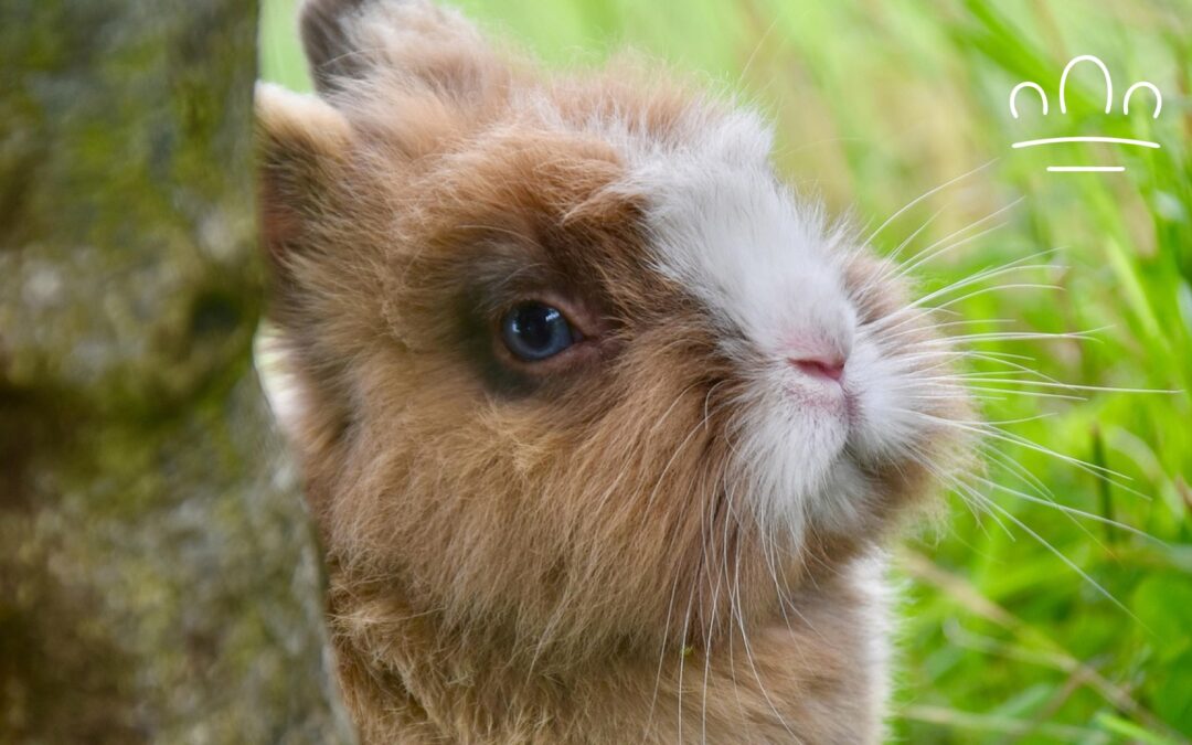 Why Does My Rabbit Flatten When I Pet Them?