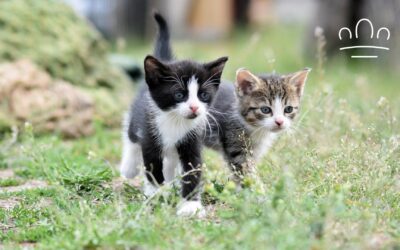 Best Cat Breed for Each Zodiac Sign: Which Cat Matches You?