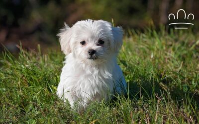 Best Dog Breed for Each Zodiac Sign: Which Dog Matches You?