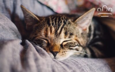 Why Does My Cat Sleep With Its Back to Me?