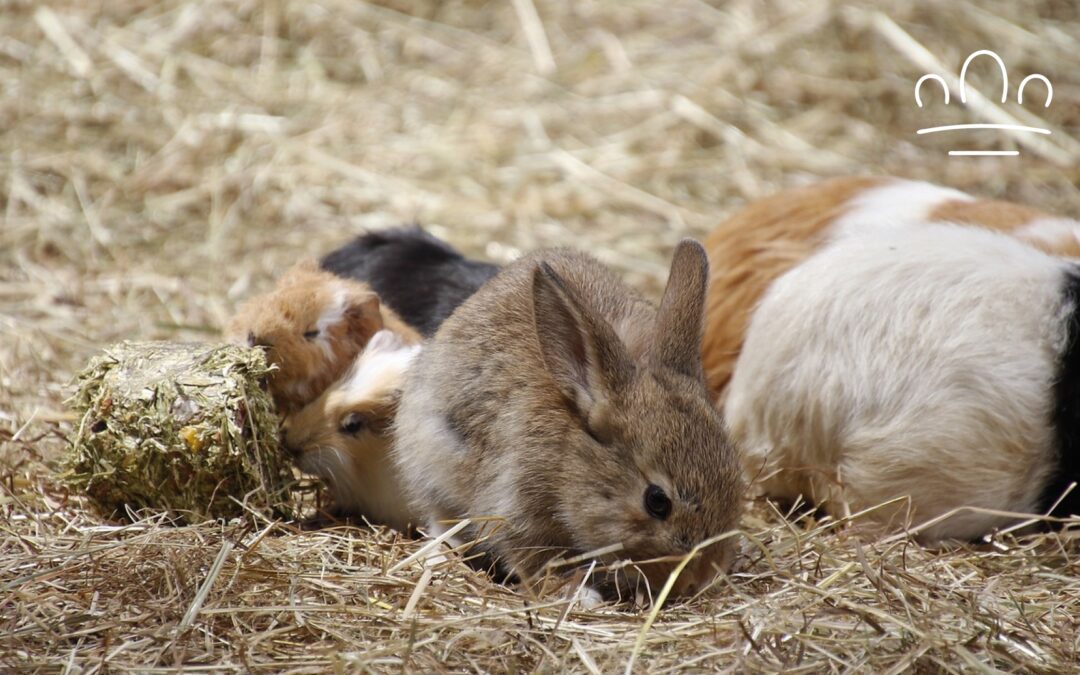 Best Small Pet for Each Zodiac Sign: Find Your Perfect Match