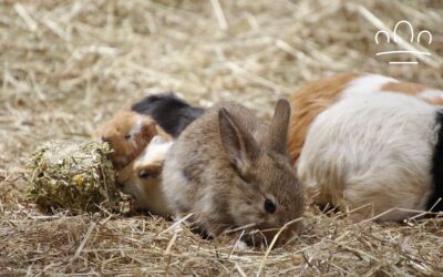 Best Small Pet for Each Zodiac Sign: Find Your Perfect Match