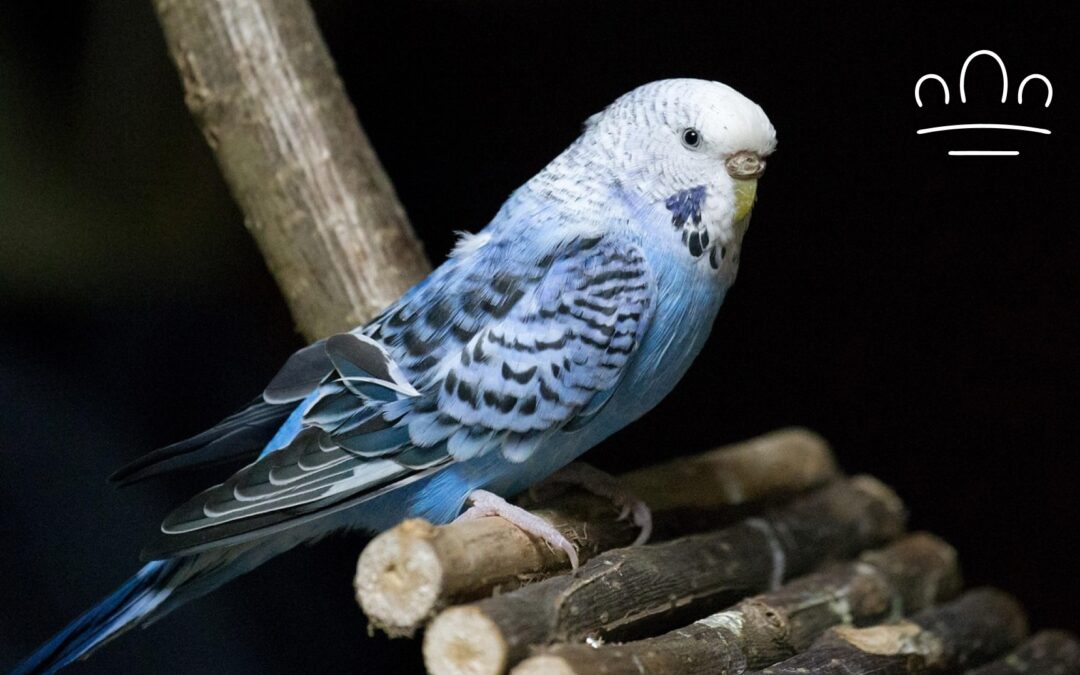 Why Does My Budgie Grind Its Beak Before Sleeping?