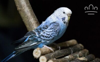 Why Does My Budgie Grind Its Beak Before Sleeping?