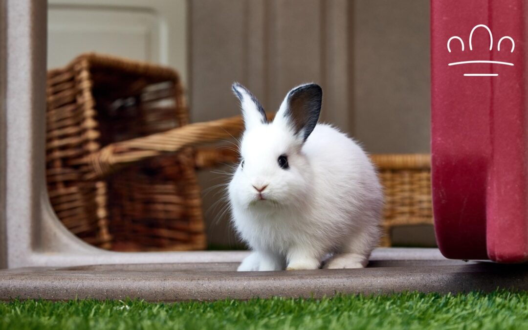 Best Rabbit Breed for Each Zodiac Sign: Which Bunny Matches You?