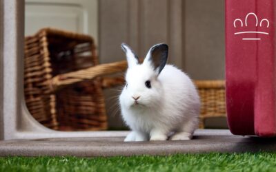 Best Rabbit Breed for Each Zodiac Sign: Which Bunny Matches You?