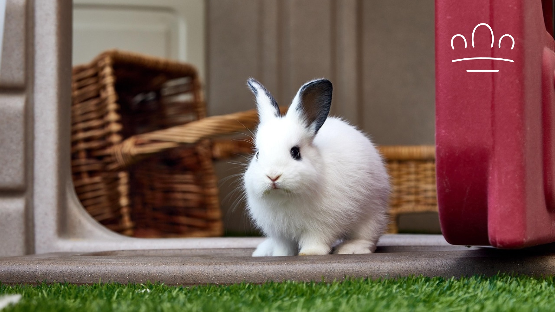 pet horoscope (3)