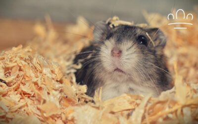 Why Does My Hamster Freeze When I Enter the Room?