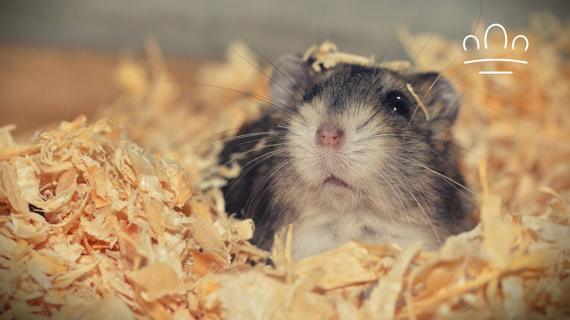 pet horoscope (3)