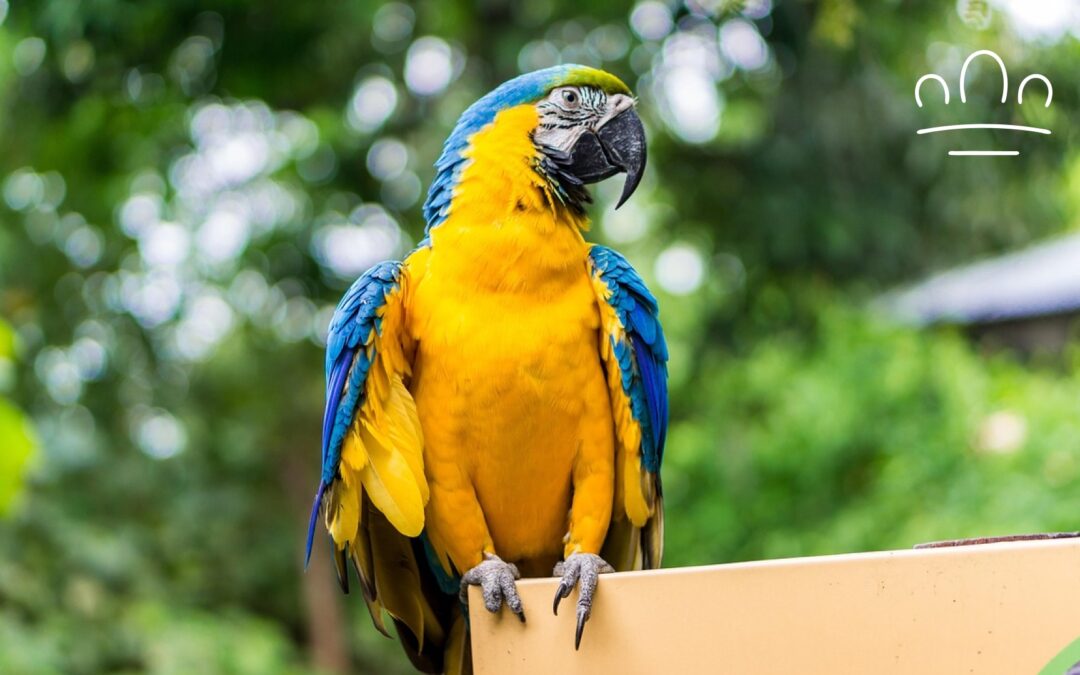 Best Parrot Species for Each Zodiac Sign: Which Bird Matches You?