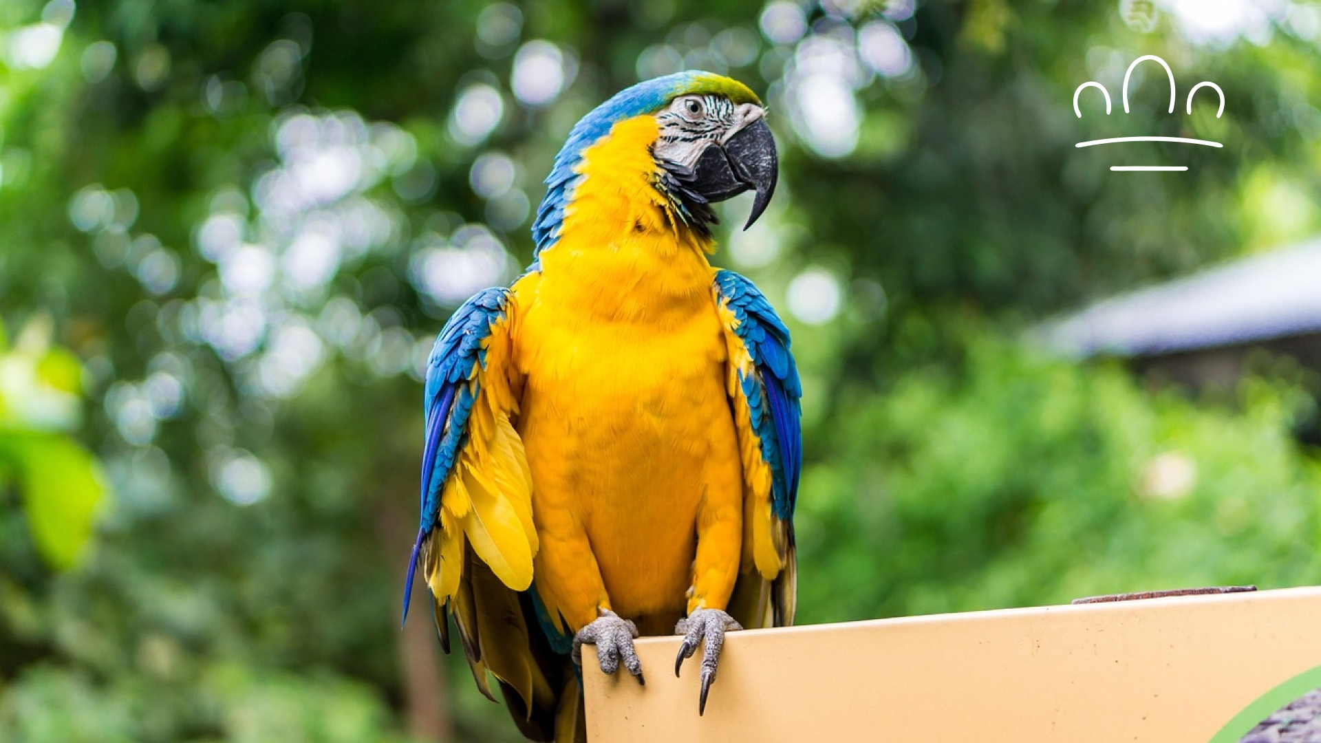 pet horoscope (4)