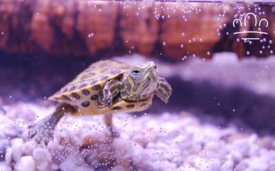 Why Does My Turtle Scratch the Glass?