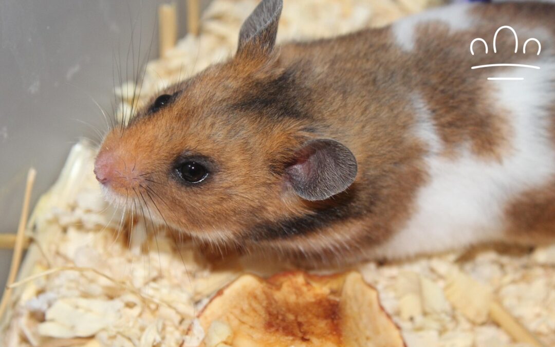 Best Hamster for Each Zodiac Sign: Which Type Matches You?