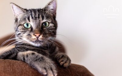 Why Does My Cat Stare at Me From Across the Room?