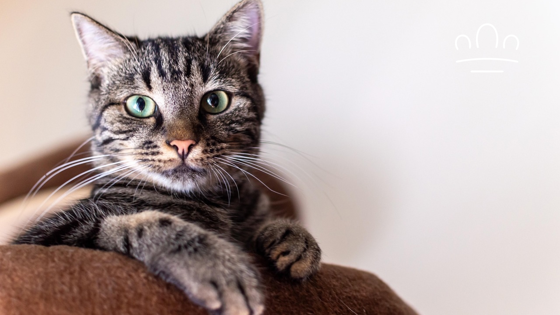 pet horoscope (5)