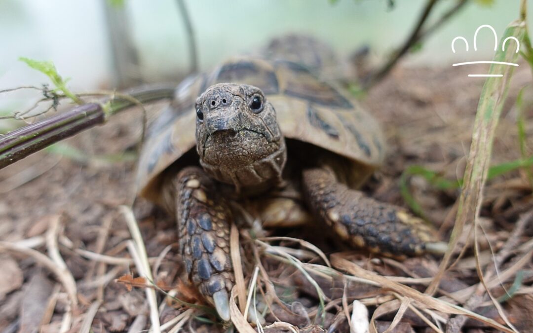 Best Pet Turtle for Each Zodiac Sign: Which Species Matches You?