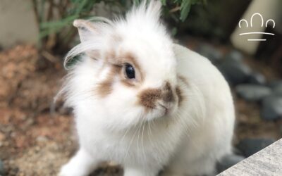 Why Does My Rabbit Run in Circles Around My Feet?