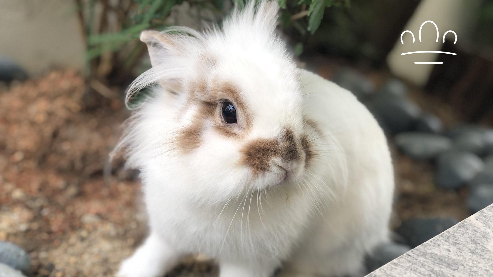 pet horoscope (6)
