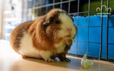 Best Guinea Pig Breed for Each Zodiac Sign: Which One Matches You?