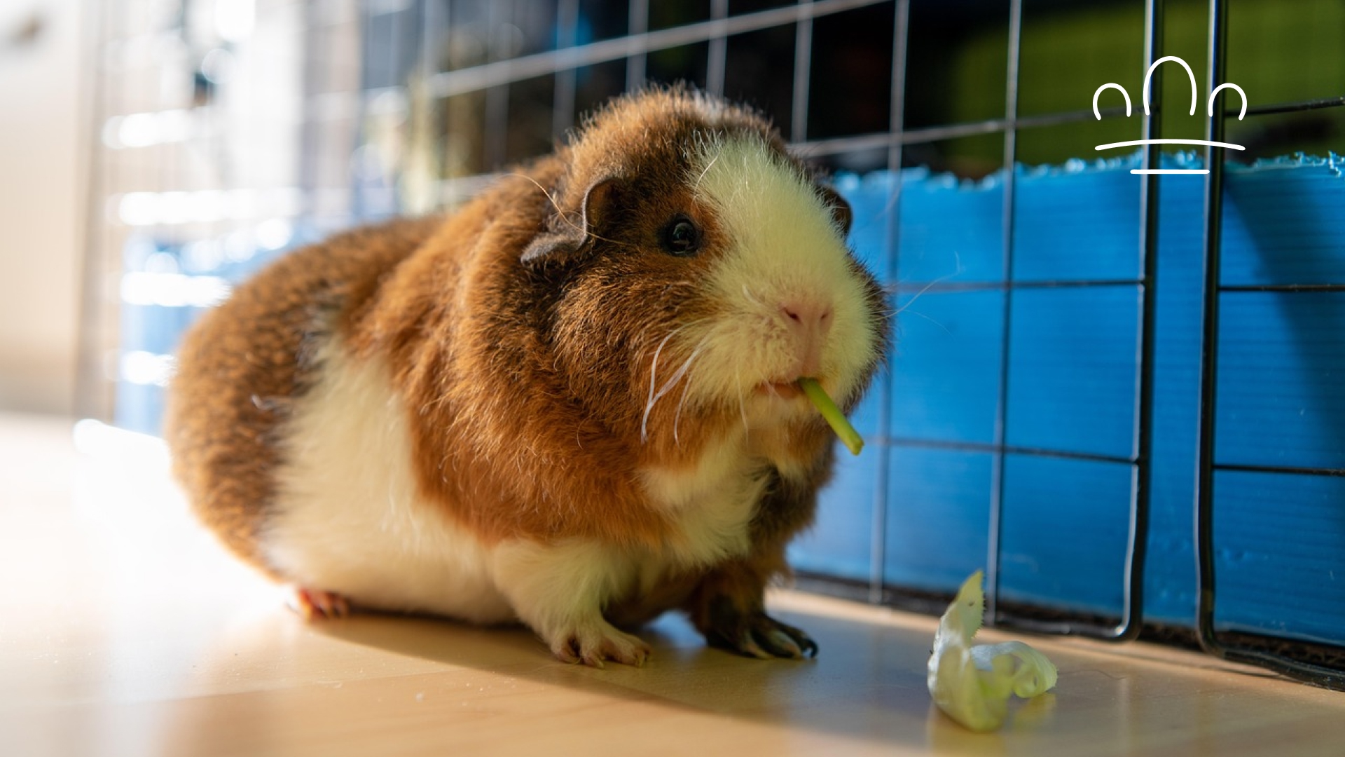pet horoscope (7)