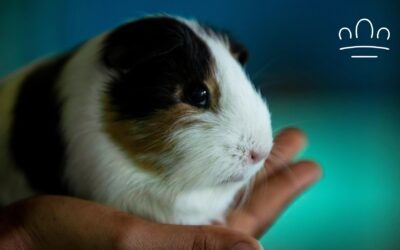 Why Does My Guinea Pig Lick My Fingers?