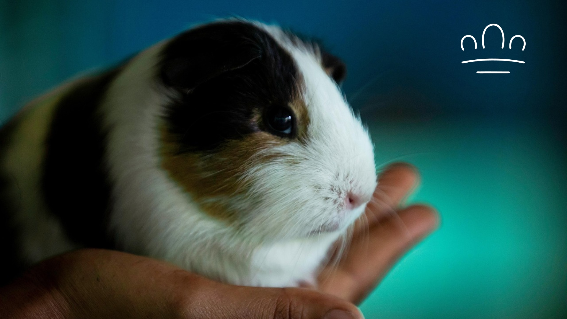 pet horoscope (7)