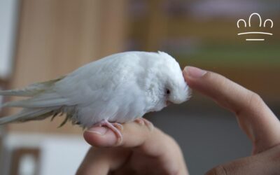 Why Does My Budgie Bob Its Head When I Talk to It?